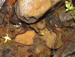 Image of Cascade Torrent Salamander