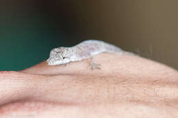 Image of Anolis umbrivagus Bernal-carlo & Roze 2005