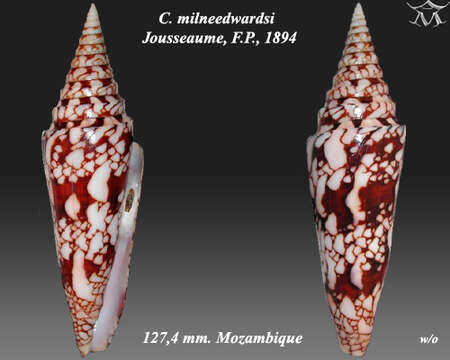صورة Conus milneedwardsi Jousseaume 1894
