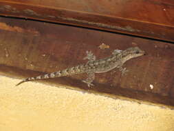 Image of Brazilian gecko