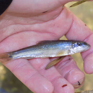 Image of Suckermouth Minnow