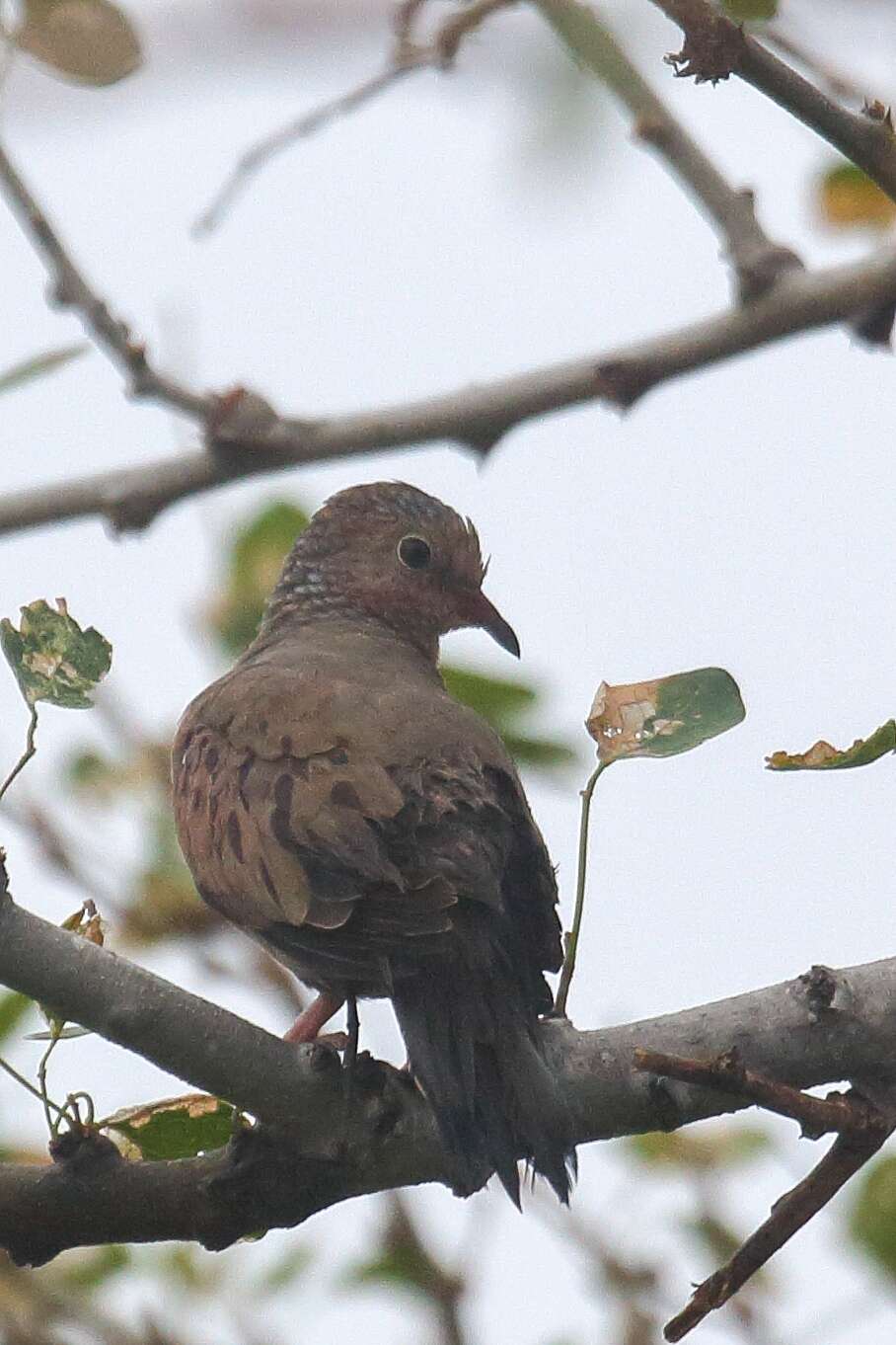 Plancia ëd Columbina passerina socorroensis (Ridgway 1887)