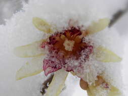 Image of Fragrant Wintersweet