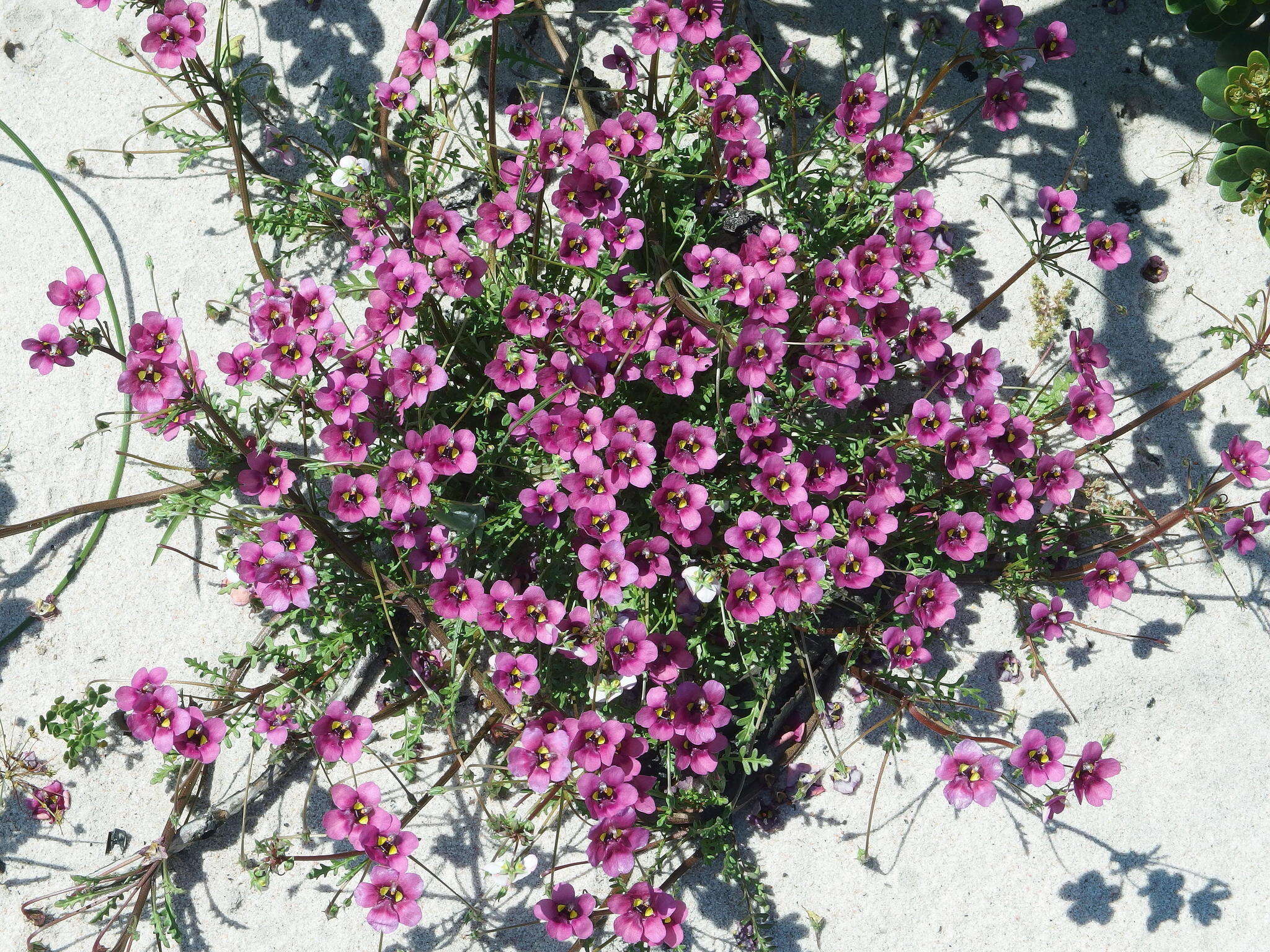 Imagem de Diascia capensis (L.) Britten