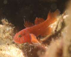 Image of Orange reef-goby