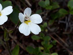 Imagem de Ourisia macrophylla subsp. macrophylla