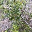 صورة Persoonia bargoensis P. H. Weston & L. A. S. Johnson