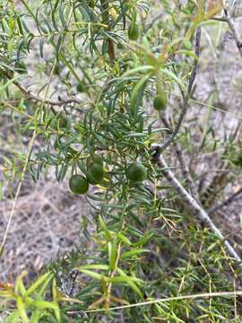 صورة Persoonia bargoensis P. H. Weston & L. A. S. Johnson