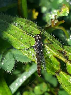 Adenophlebia resmi