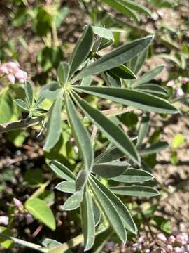 Image of sicklekeel lupine