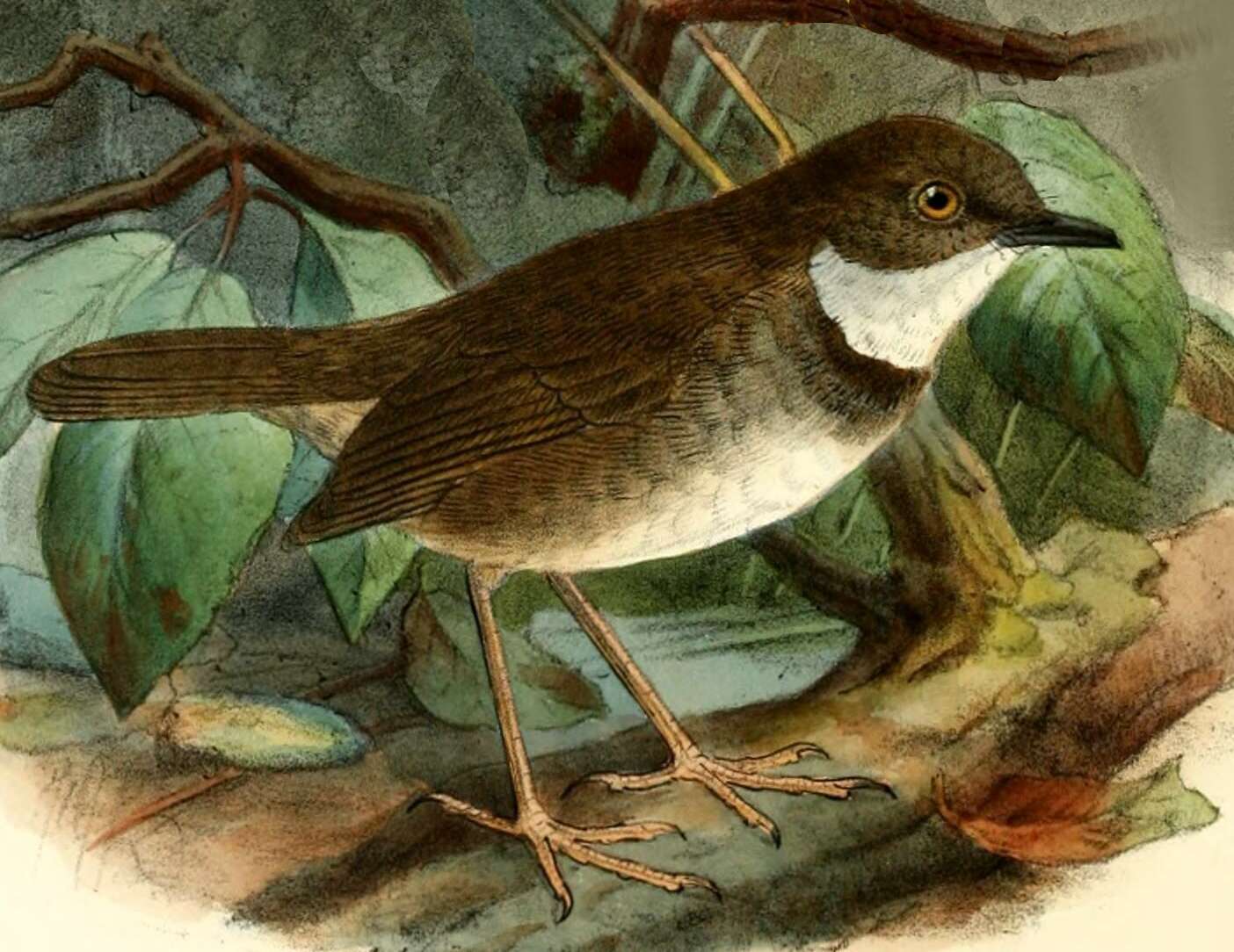 Image of Crateroscelis robusta