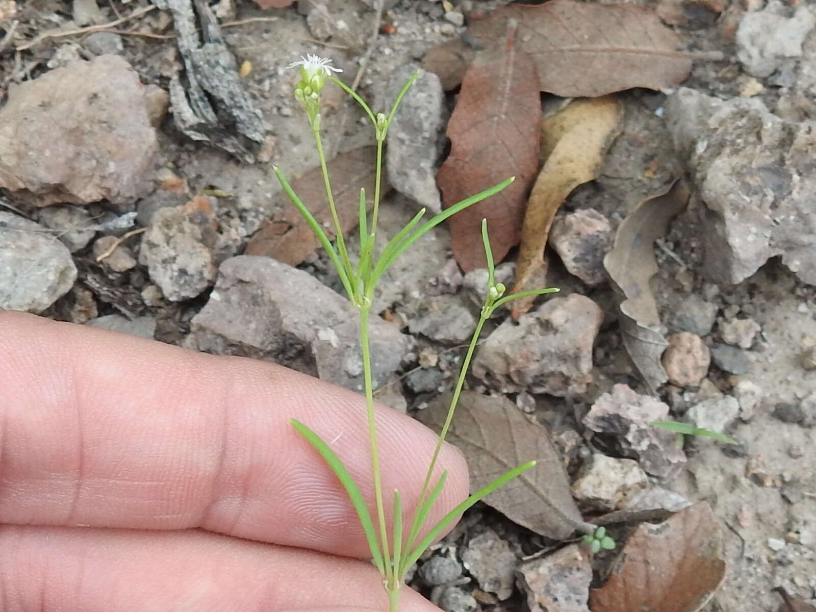 Image of slimleaf drymary