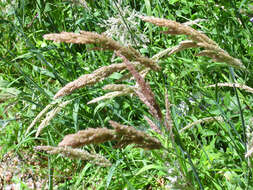 Image of reed canarygrass