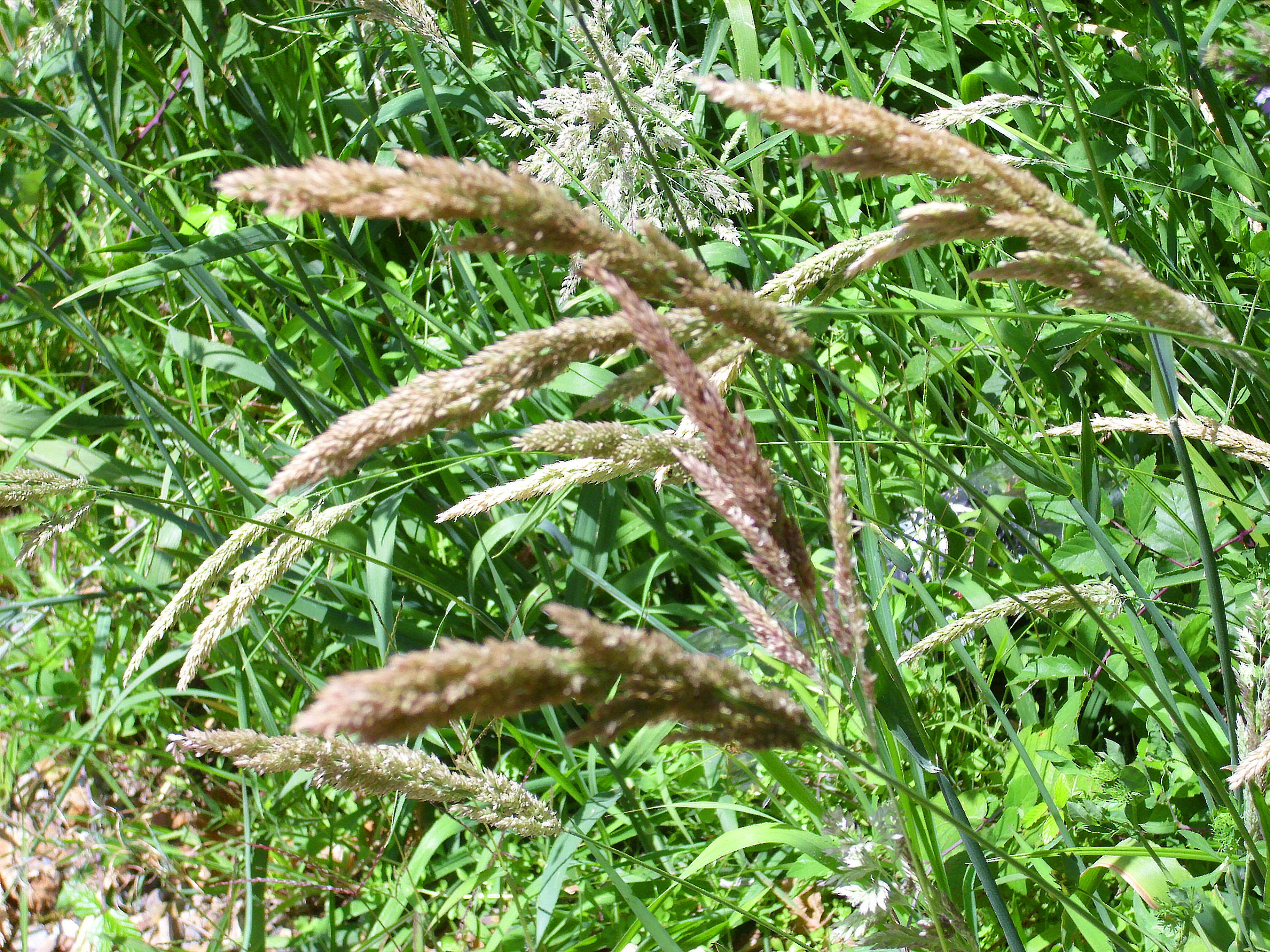 Слика од Phalaris arundinacea L.