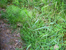 Image of reed canarygrass