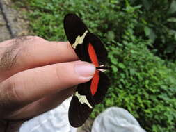 Image of <i>Heliconius <i>clysonymus</i></i> clysonymus