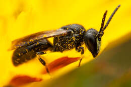 Image of Hylaeus communis Nylander 1852