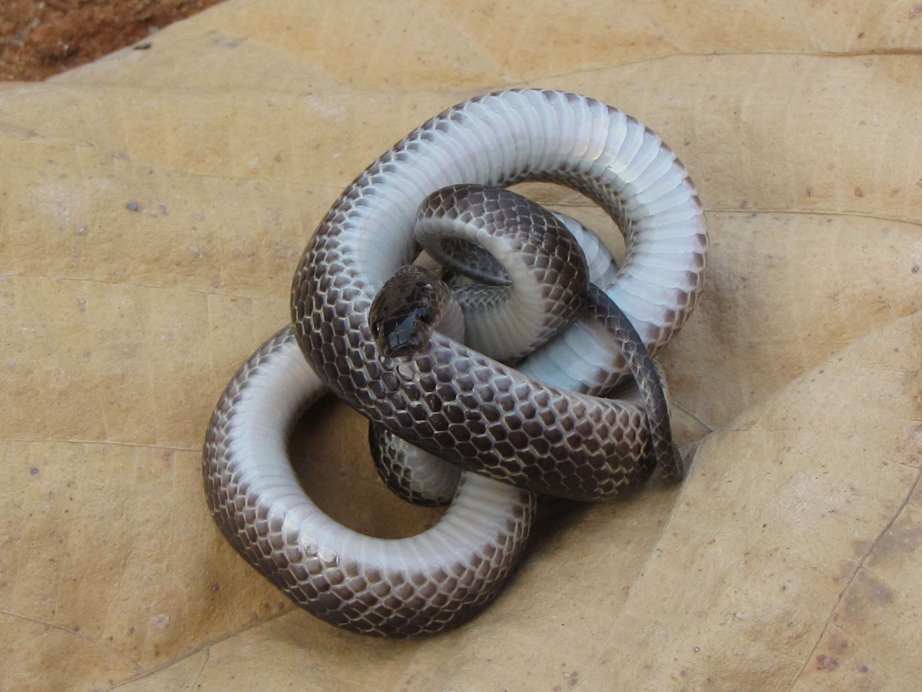 Image of Travancore Wolf Snake