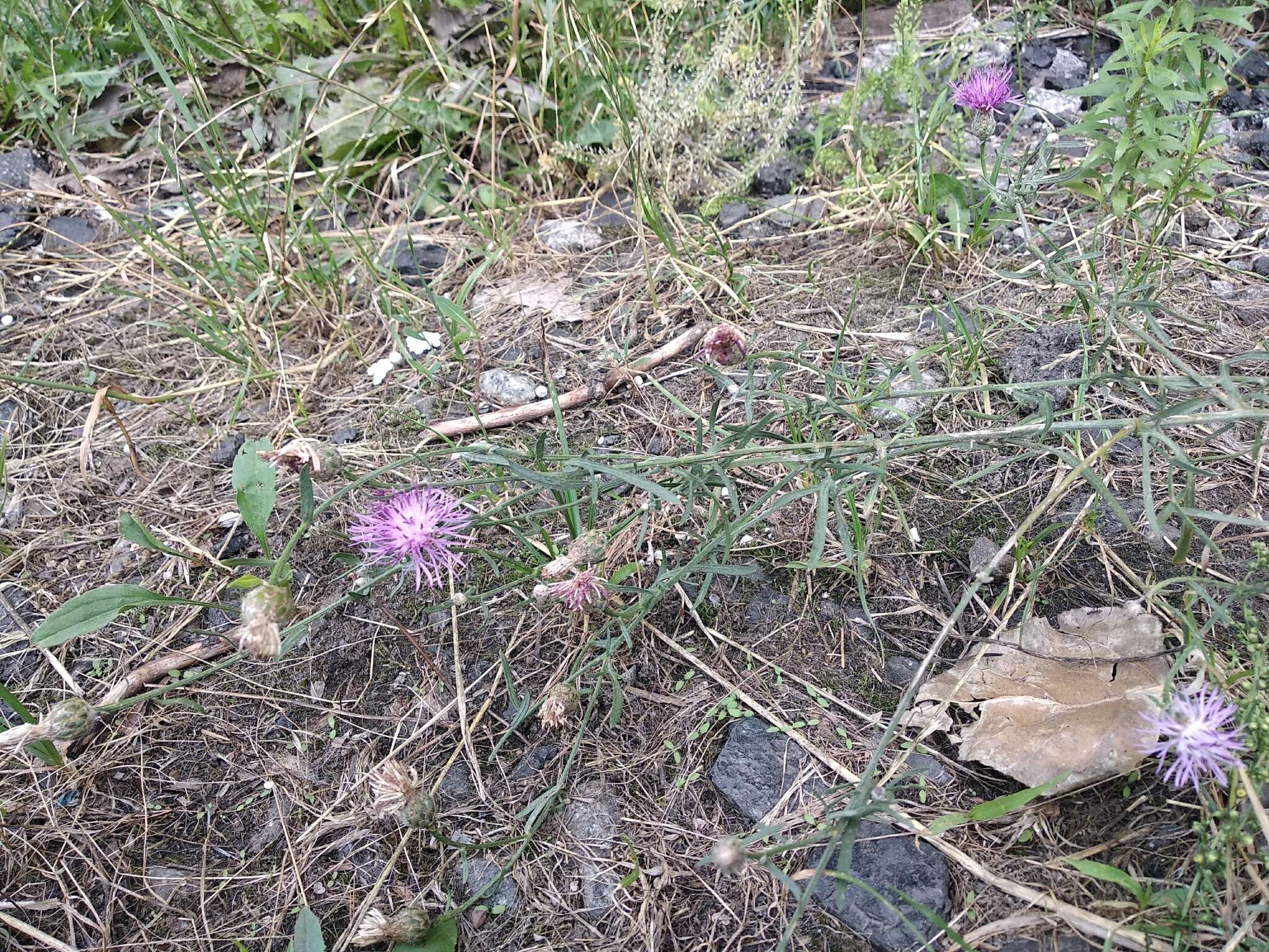 Слика од Centaurea borysthenica Gruner