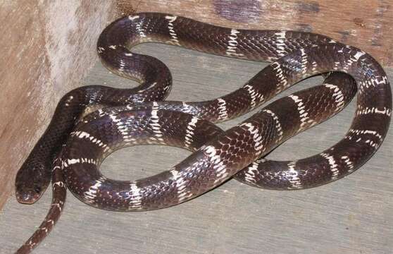 Image of Common Indian krait