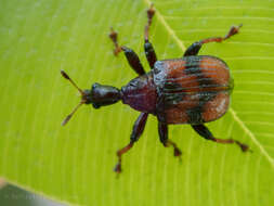 Image of Strigapoderus javanicus Legalov 2003