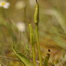 Image of small adder's tongue