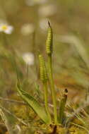 Image de Ophioglossum azoricum C. Presl