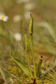 Image of small adder's tongue