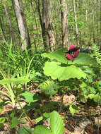 Imagem de Trillium sulcatum T. S. Patrick