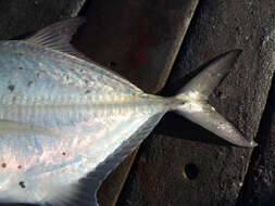 Image of Bluespotted trevally