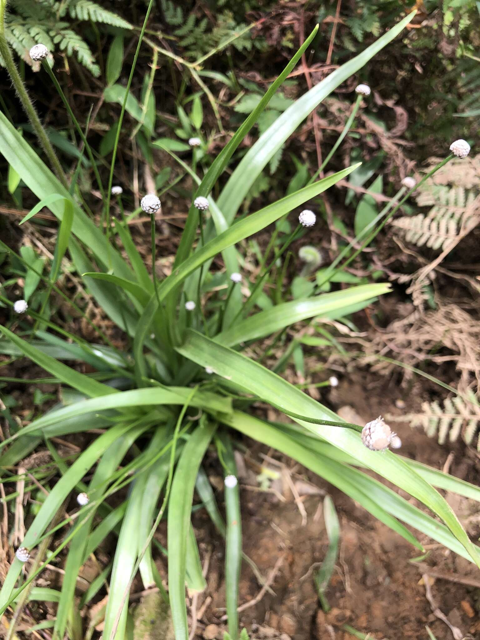 Image of sixangle pipewort