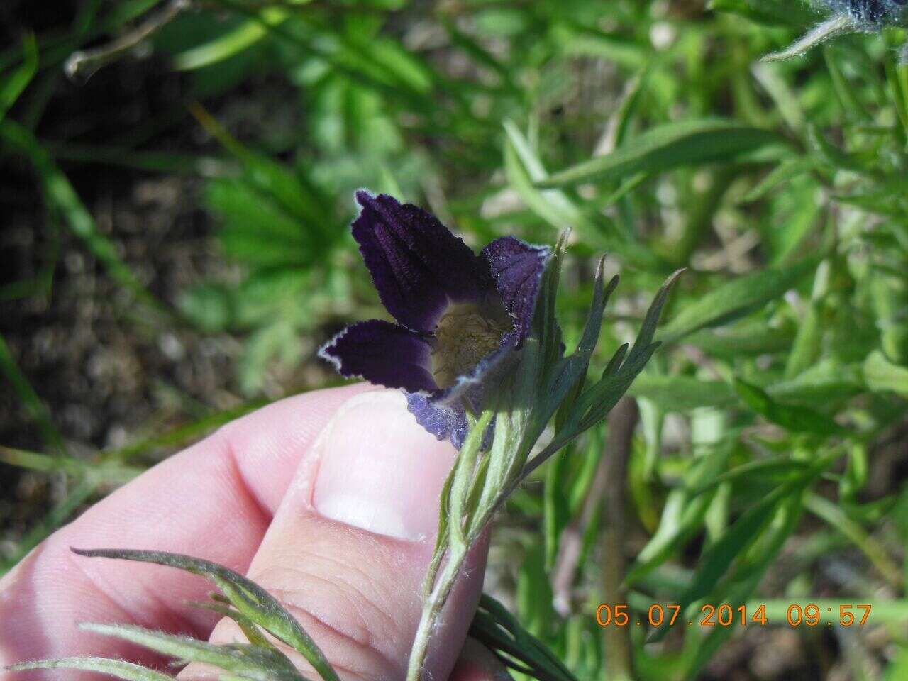 Image of hairy clematis