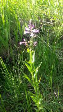 Imagem de Physostegia parviflora Nutt. ex A. Gray