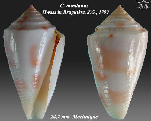 Image of Bermuda Cone