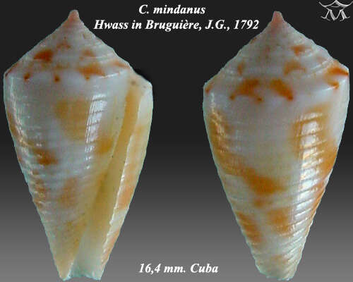 Image of Bermuda Cone