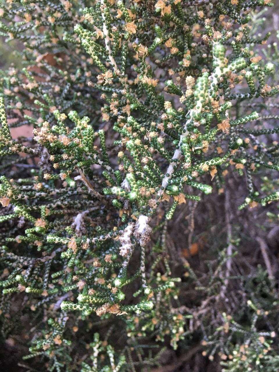 Image de Ozothamnus scutellifolius Hook. fil.