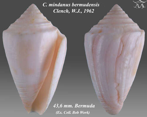 Image of Bermuda Cone