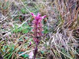 صورة Neobartsia laniflora (Benth.) Uribe-Convers & Tank