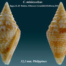 Conus miniexcelsus Olivera & Biggs 2010的圖片