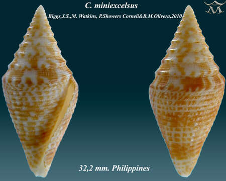 Conus miniexcelsus Olivera & Biggs 2010的圖片