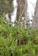 Image of Denseflower rein orchid