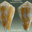 Image of Conus minnamurra (Garrard 1961)