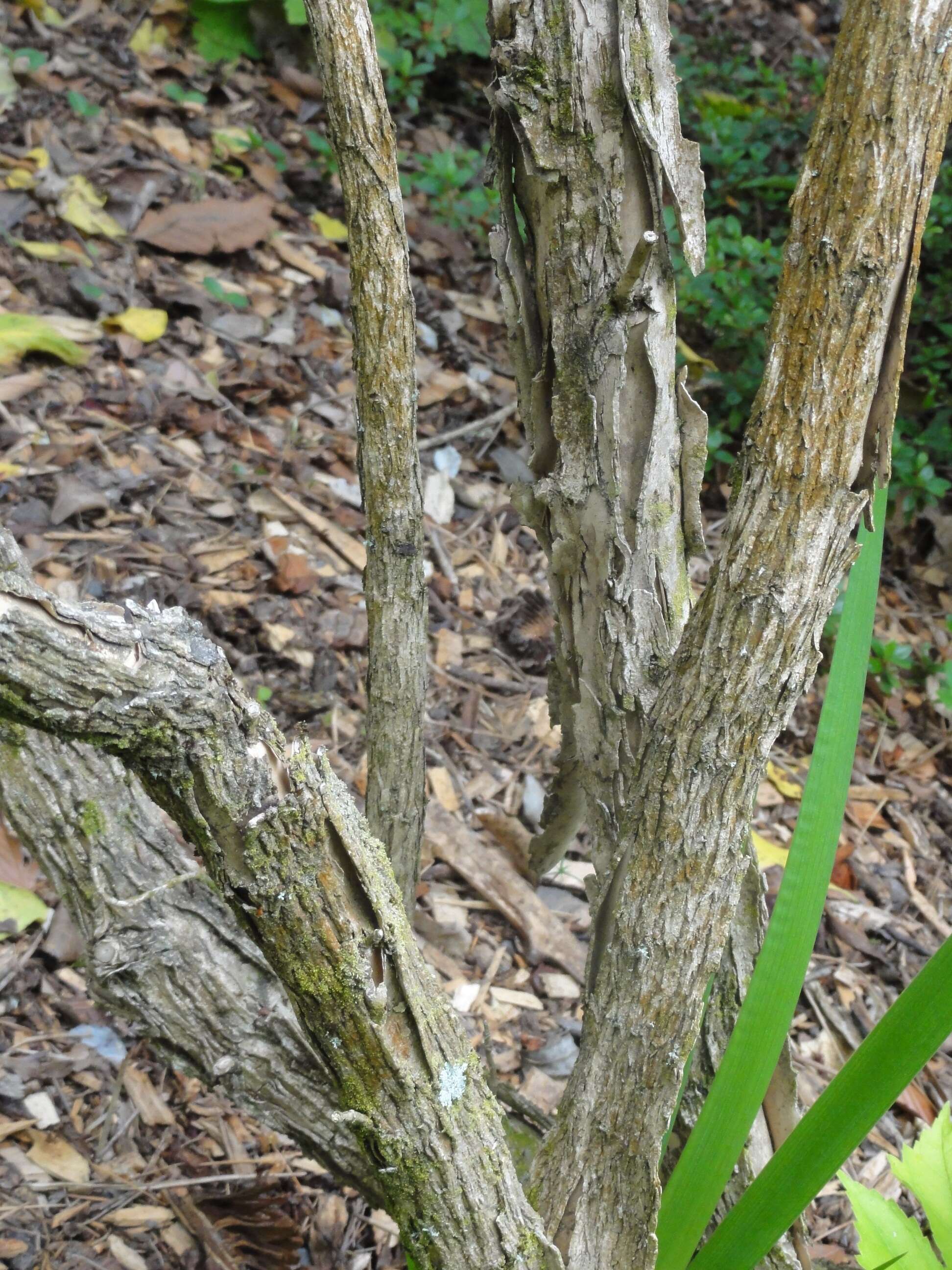 Image of tree anemone