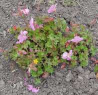 Image of Dalmatian Cranesbill