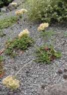 Image of sulphur-flower buckwheat