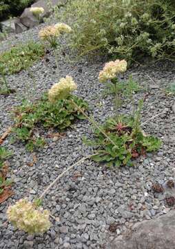 Image of sulphur-flower buckwheat