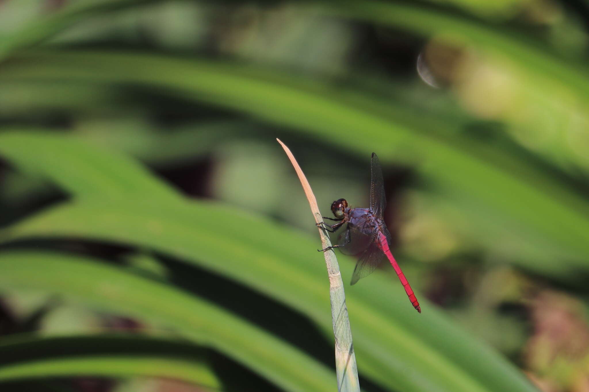 Image of Rosy Skimmer