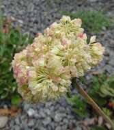 Image of sulphur-flower buckwheat