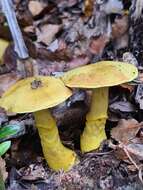 Image of Cortinarius canarius (E. Horak) Gasparini 2014