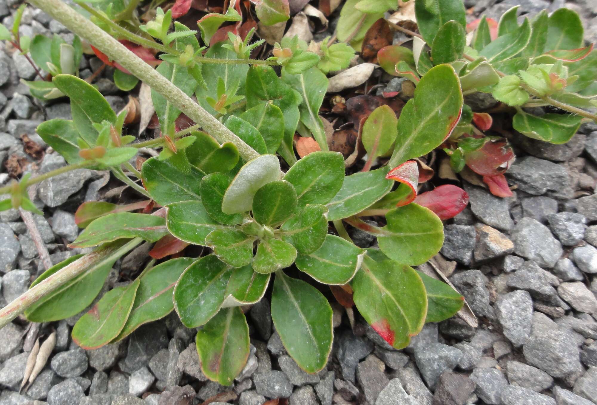 Image of sulphur-flower buckwheat